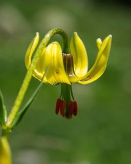 Endemic Pyrenean Lily (Lilium pyrenaicum)