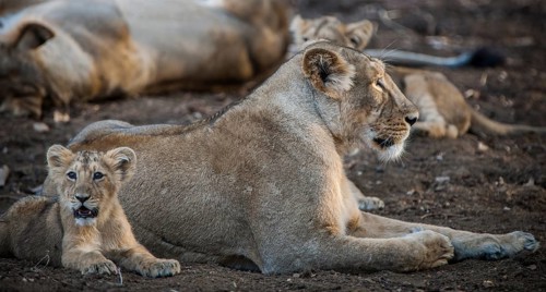 Asiatic lion (Panthera leo persica)