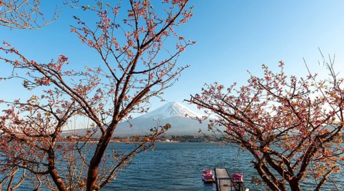 Cherry trees