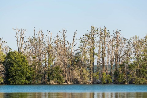 Werl Island with Great cormorant Colony (Phalacrocorax carbo)