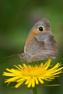 Meadow Brown (Maniola jurtina) on a British Yellowhead (Inula britannica)