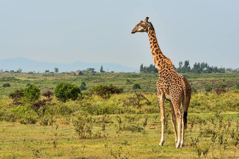 Giraffe (Giraffa camelopardalis)