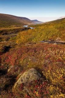 Autumnal foliage