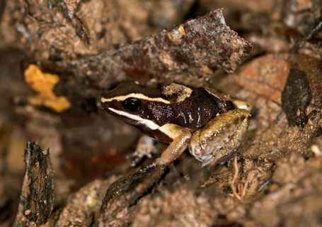 Brilliant-thighed Poison Frog (Allobates femoralis)