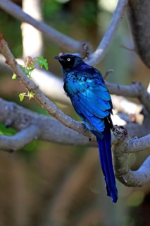 Long-tailed Glossy Starling (Lamprotornis caudatus)