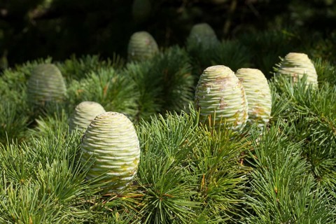 Pin