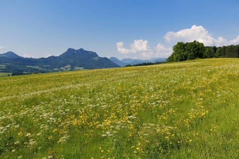 Flower meadow