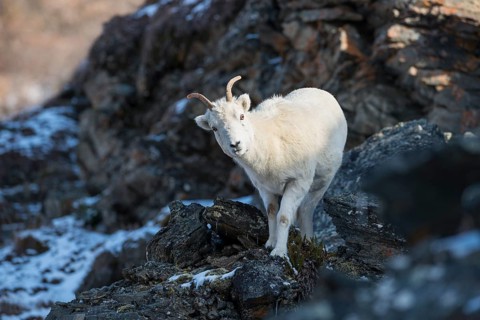 Dall Sheep (Ovis dalli)