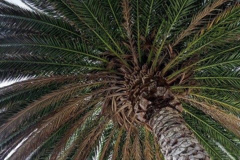 Canary Island Date Palm (Phoenix canariensis)