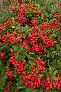 Firethorn species (Pyracantha sp.)