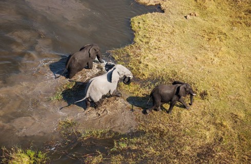 African Elephants (Loxodonta africana)