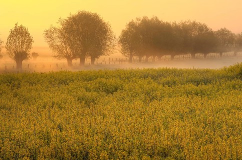 Blooming rapeseed field in front of trees in fog at dawn