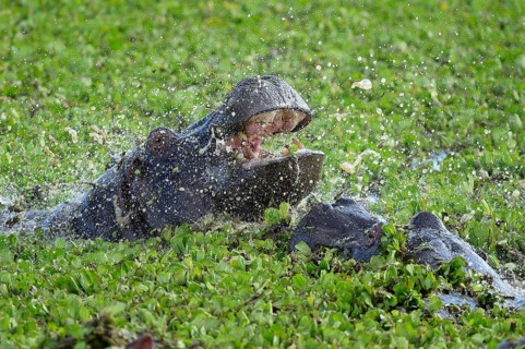 Hippopotamus (Hippopotamus amphibicus)