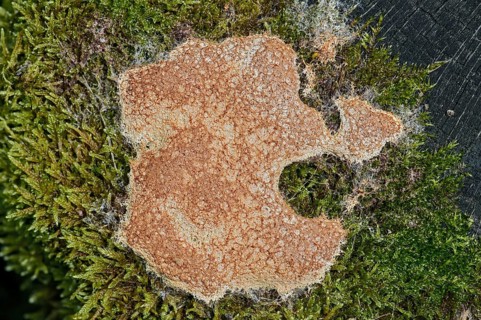Dog Vomit Slime Mold or Scrambled Egg Slime Mold (Fuligo septica)