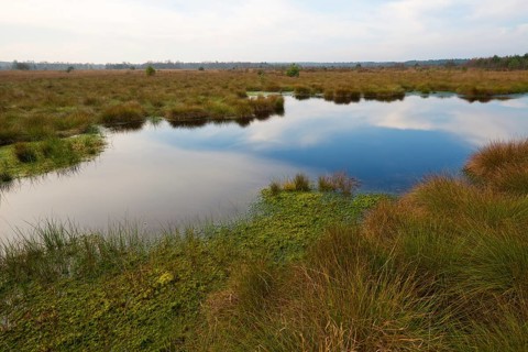 Moorland