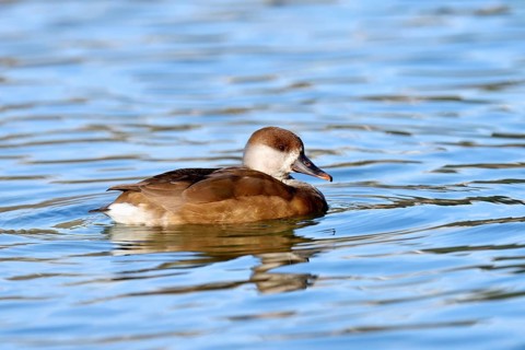 Red-crested pochard (Netta rufina)