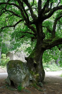 Mighty old oak (Quercus sp.) splitting a stone