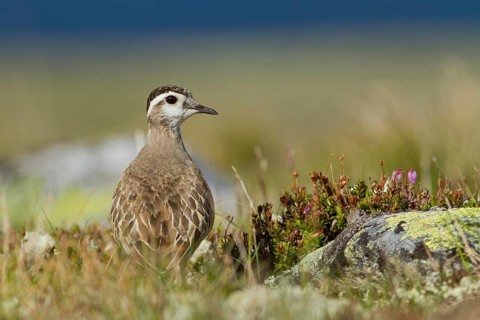 Eurasian Dotterel (Charadrius morinellus) in the fell