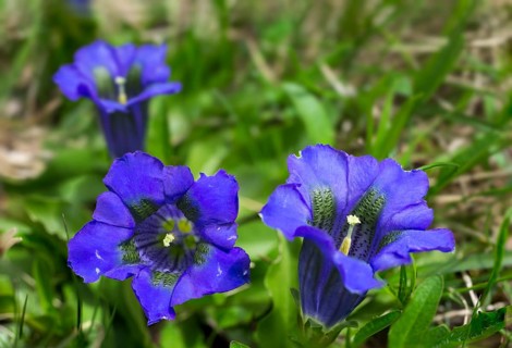 Stemless Gentian (Gentiana acaulis)