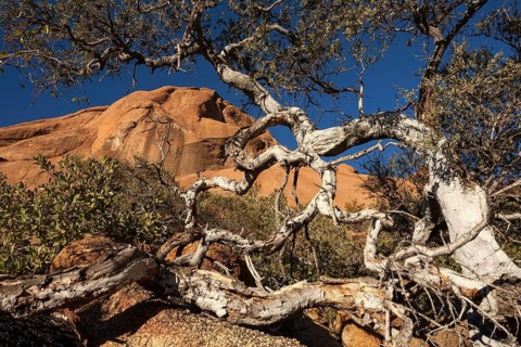 Shepherd's tree (Boscia albitrunca)
