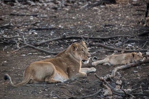 Asiatic lion (Panthera leo persica)