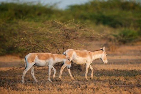 Onagers or Asiatic wild asses (Equus hemionus)