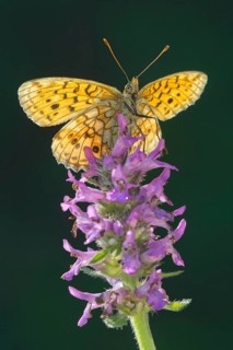 Lesser Marbled Fritillary (Brenthis ino)