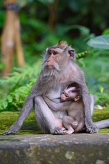 Crab-eating macaque (Macaca fascicularis) with young in the Ubud Monkey Forest