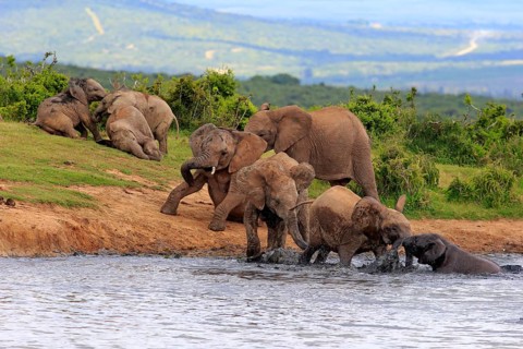 African Elephants (Loxodonta africana)