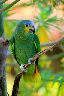 Orange-winged Amazon (Amazona amazonica)