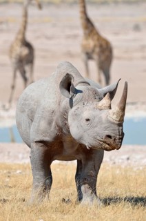 Black Rhinoceros (Diceros bicornis)
