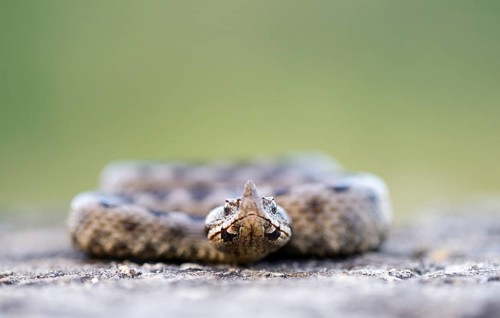 Horned Viper (Vipera ammodytes)