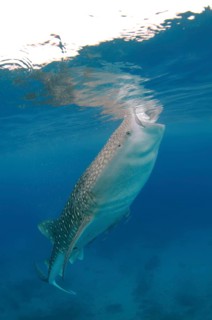 Whale Shark (Rhincodon typus)