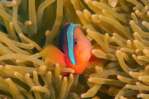 Cinnamon Clownfish or Fire Clownfish (Amphiprion melanopus)