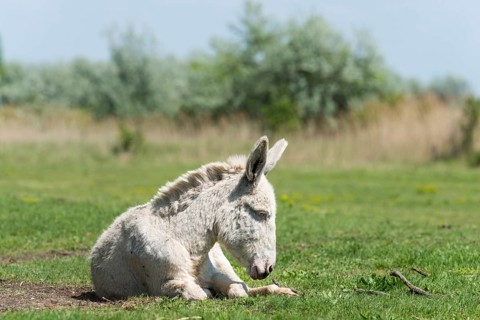 Austria-Hungarian white donkey or Baroque Donkey (Equus asinus asinus) on pasture