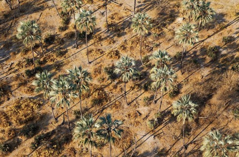 Real Fan Palms
