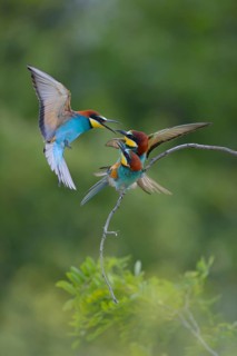 European Bee-eaters (Merops apiaster)