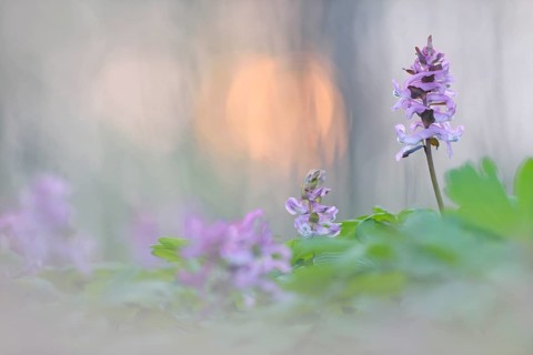 Hollowroot (Corydalis cava)