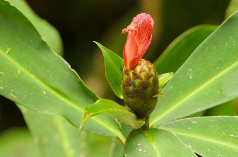 Costus or Sprial Ginger (Costus laevis)
