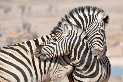 Two Burchell's Zebras (Equus burchelli)