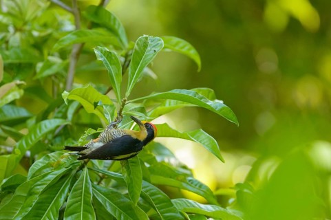 Golden-naped Woodpecker (Melanerpes chrysauchen) clinging to a plant removing leaves