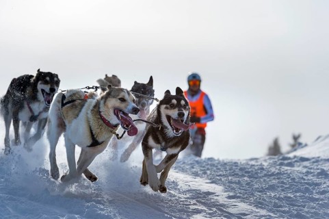 Sled dog racing