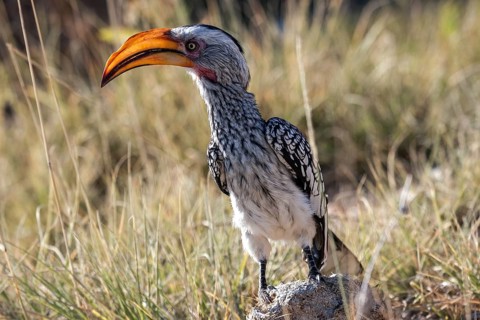 Southern yellow-billed hornbill (Tockus leucomelas)