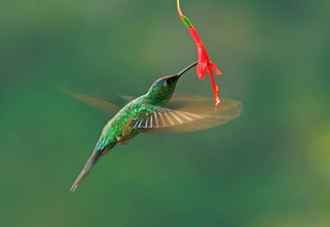 Violet-capped woodnymph (Thalurania glaucopis) drinking at a flower