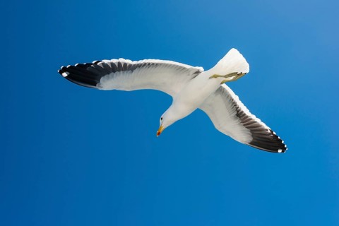 Kelp Gull (Larus dominicanus)