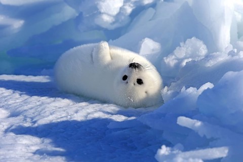 Harp Seal or Saddleback Seal (Pagophilus groenlandicus