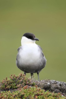 Long-tailed jaeger (Stercorarius longicaudus)