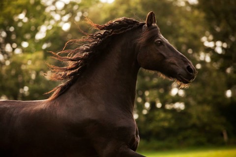 Friesian horse