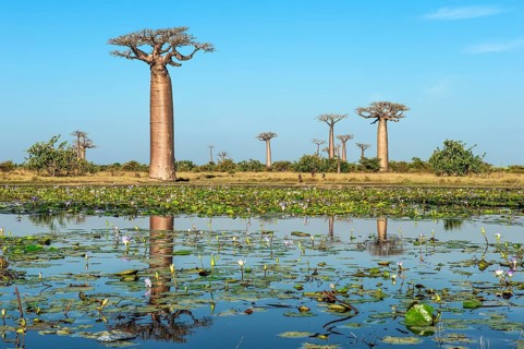 Baobab trees (Adansonia grandidieri) reflecting in the water