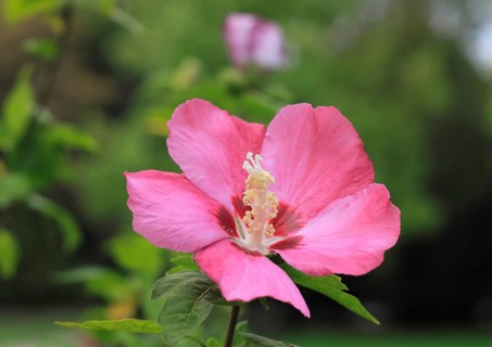 Rose mallow (Hibiscus syriacus)